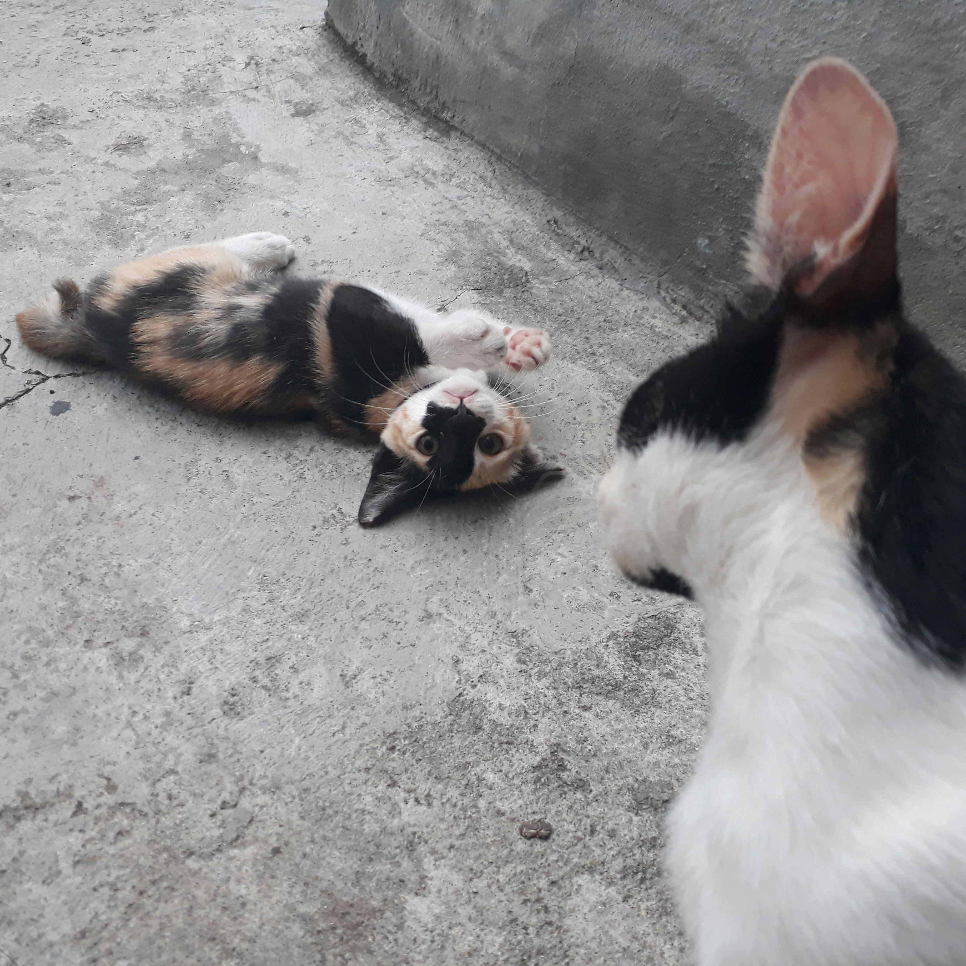 Kelakuan Kucing Ane Gan