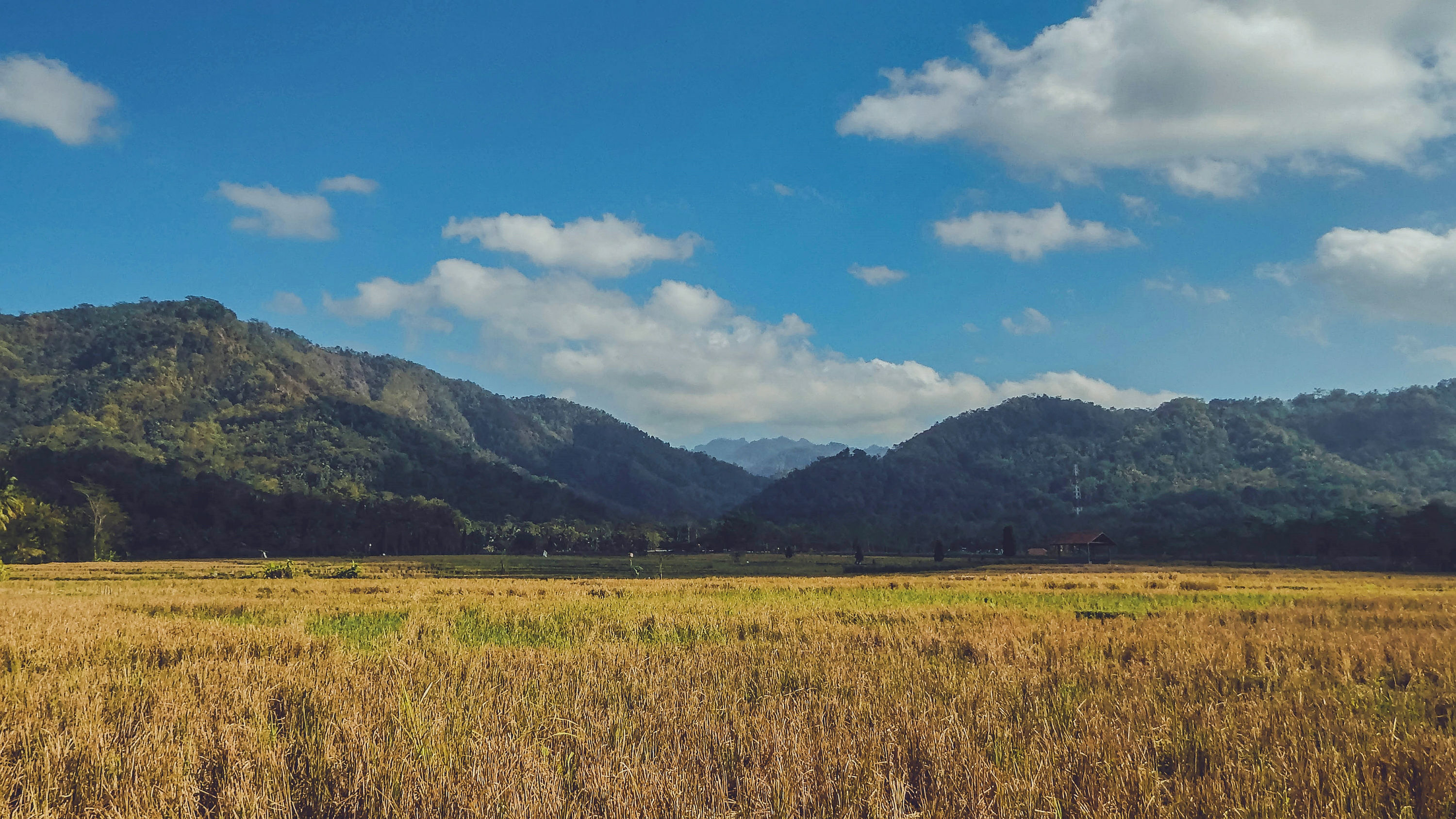 Sawah Dan Perbukitan Menoreh
