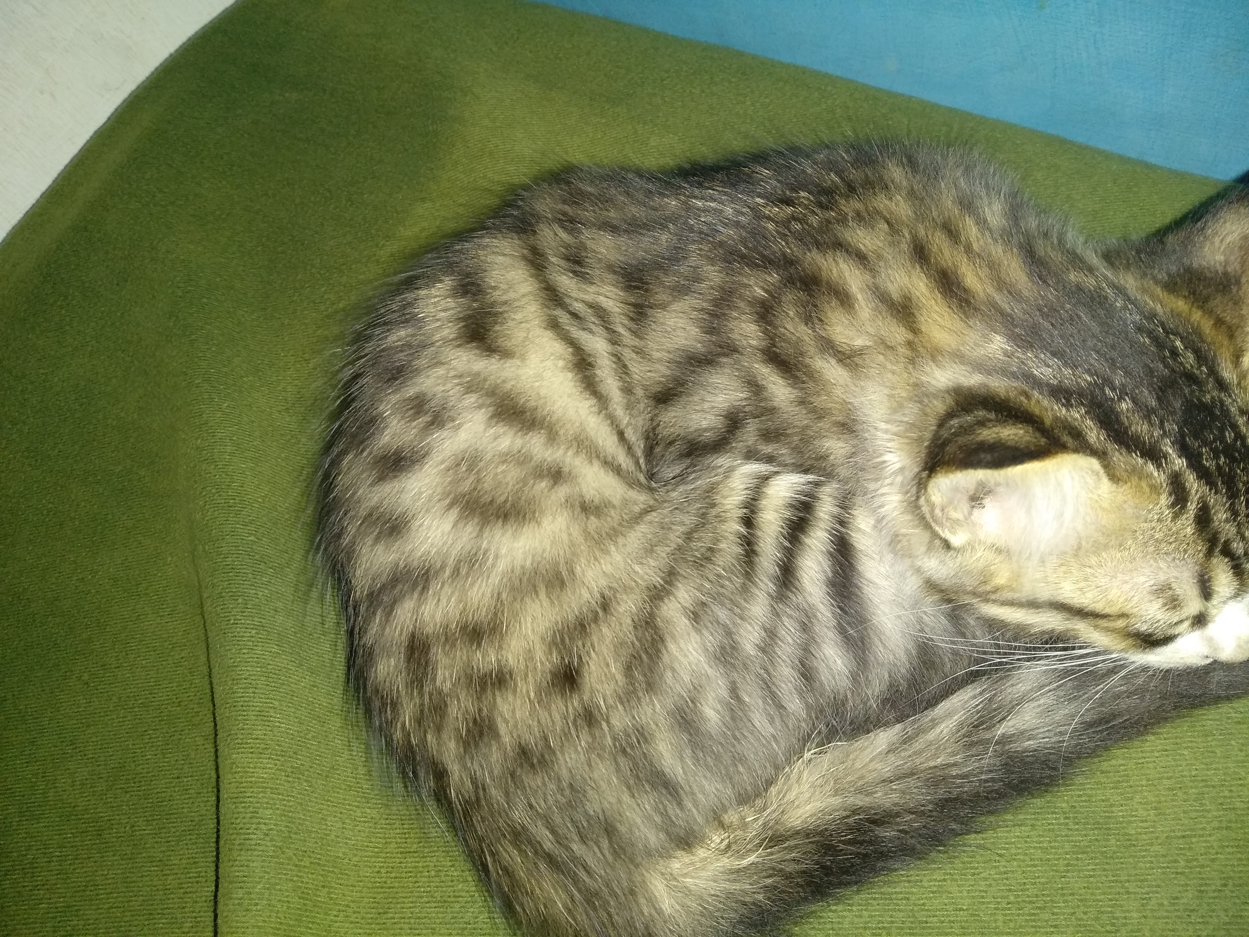 Tanya Kucing