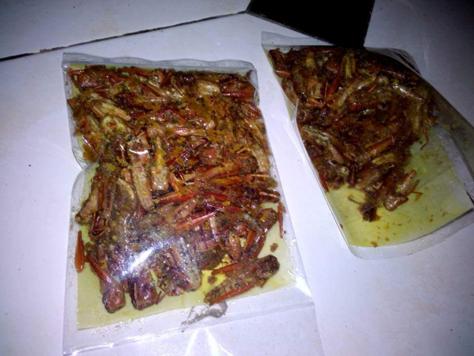 Belalang Goreng