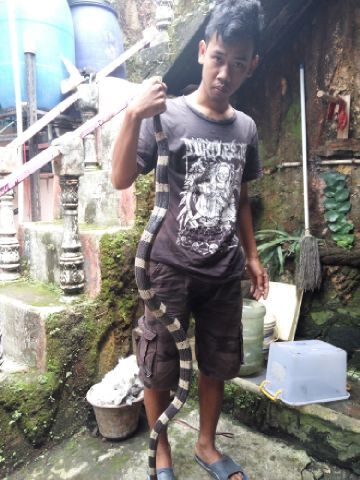 Bungarus Candicus,ular Semi Aquatic Yang Berbisa Mematikan