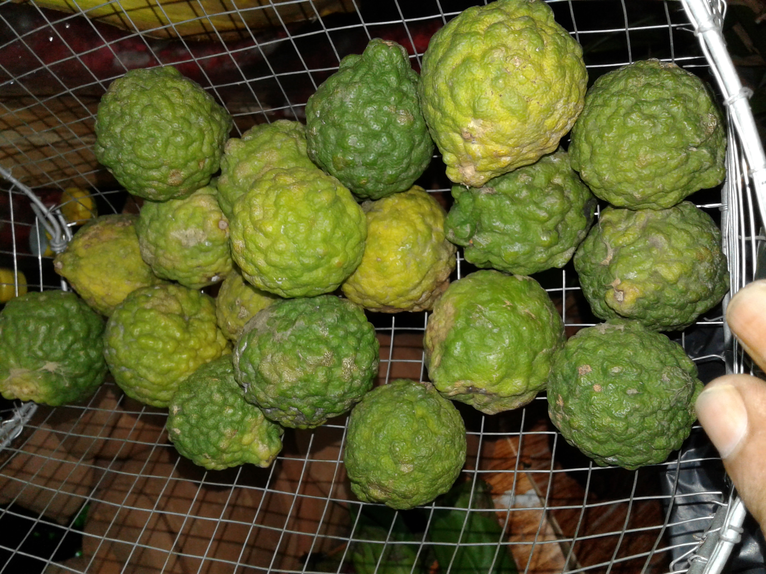 Jeruk Purut Berkerut-kerut