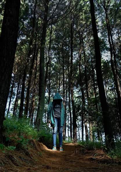 Hutan Pinus Sajen Pacet