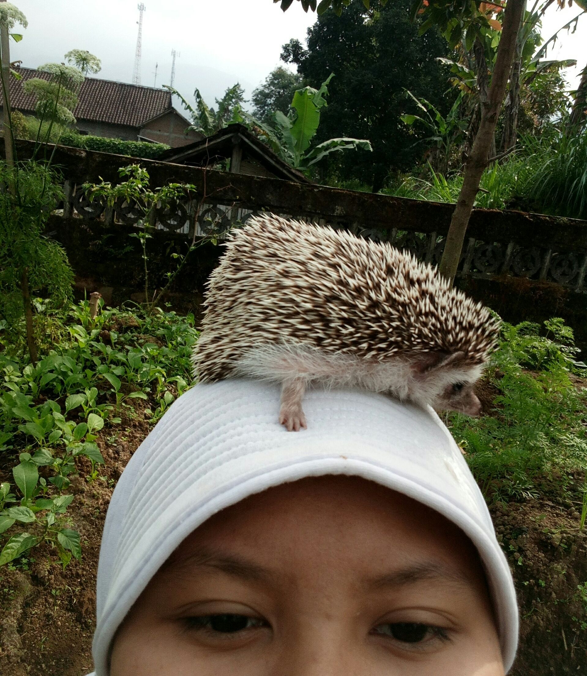 Me And My Hedgie