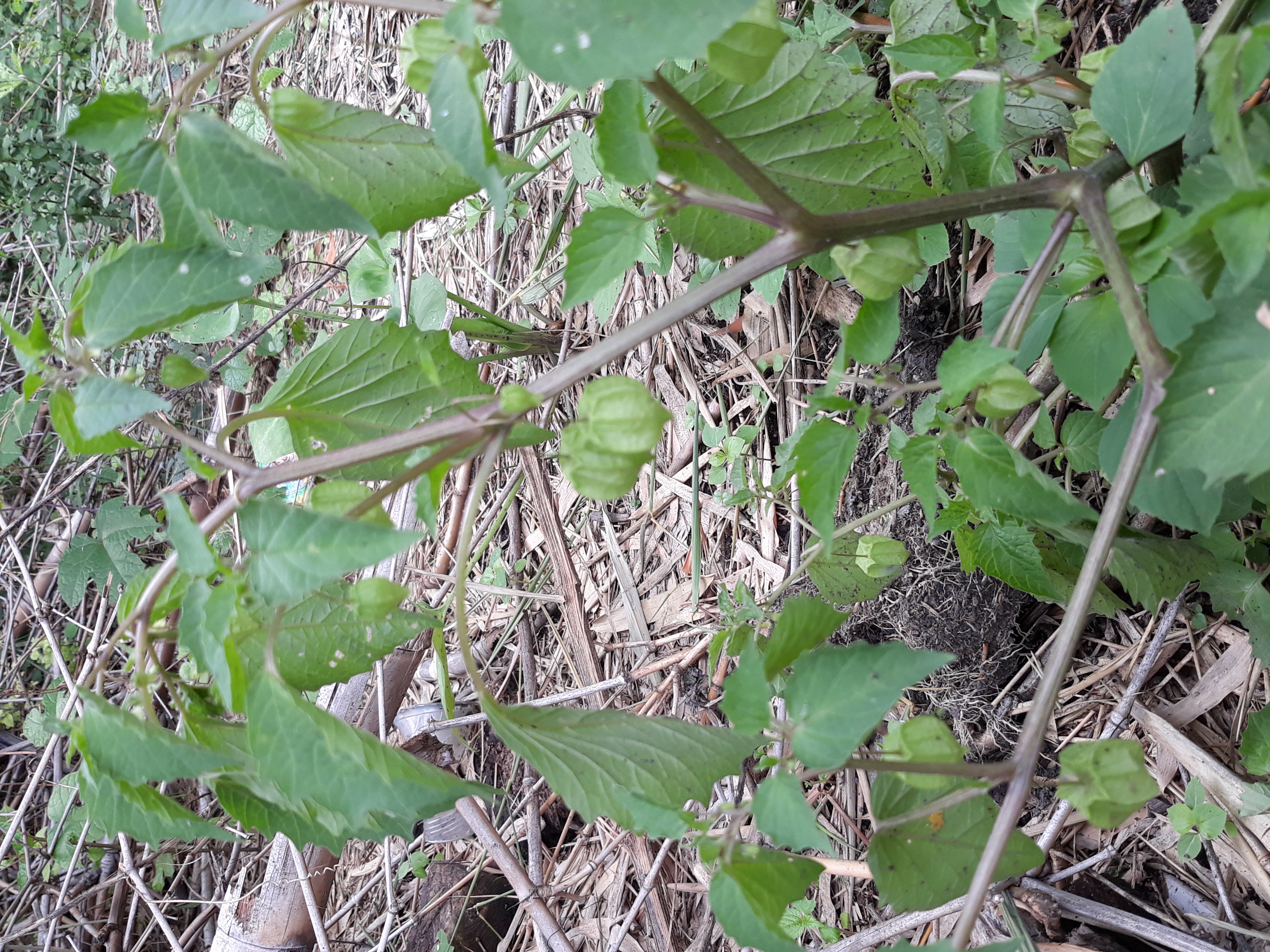 Apa Bener Tanaman Ini Punya Khasiat Bre?