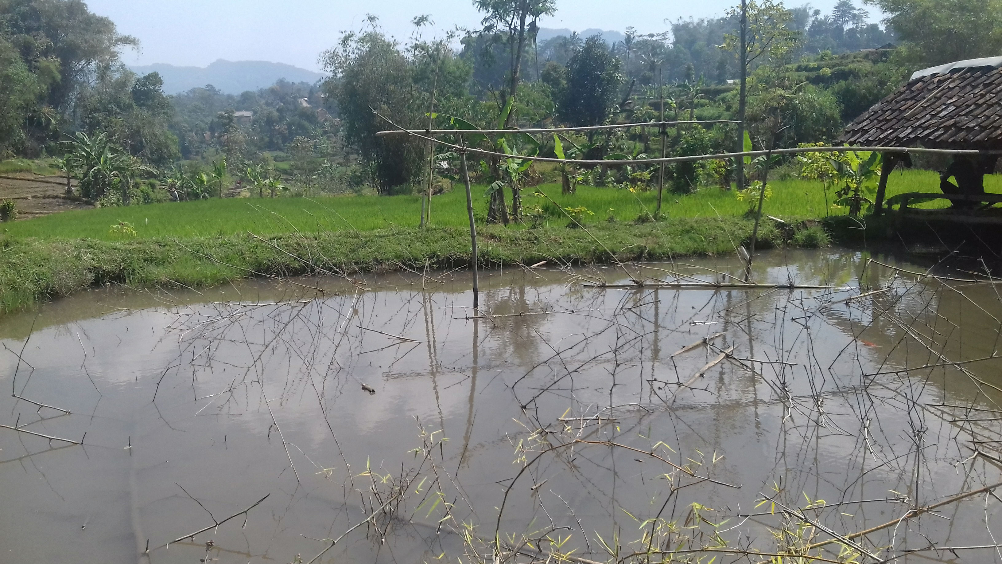 Kolam - Empang - Balong