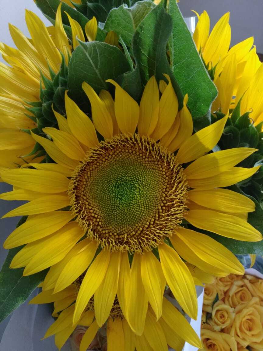 Beautiful Sun Flower