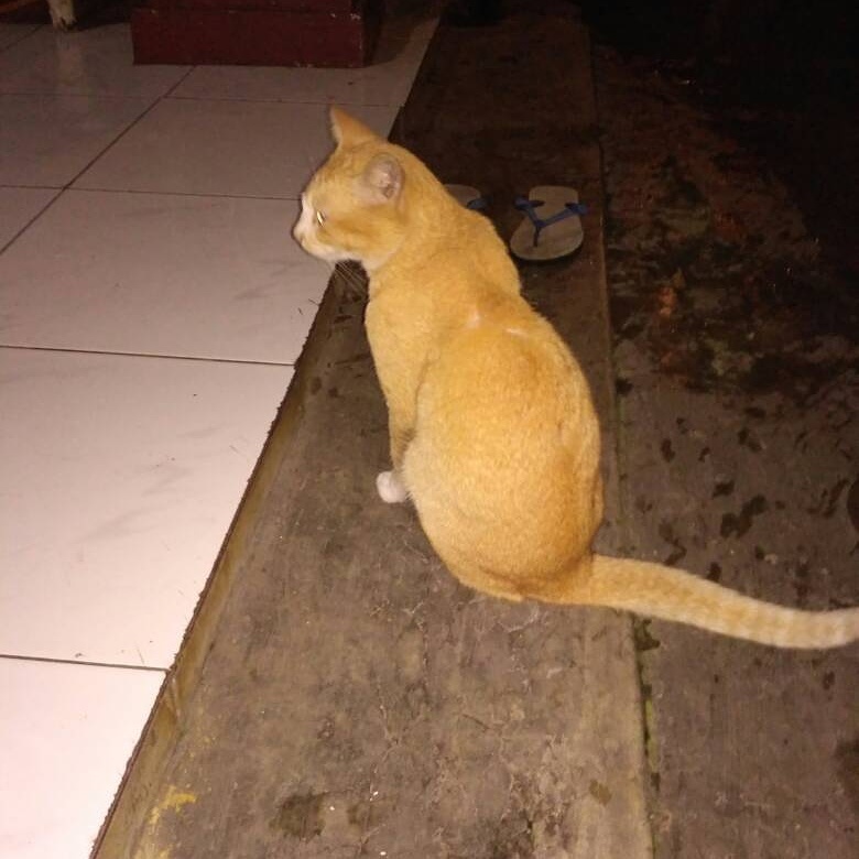 Memoriam My Pussy