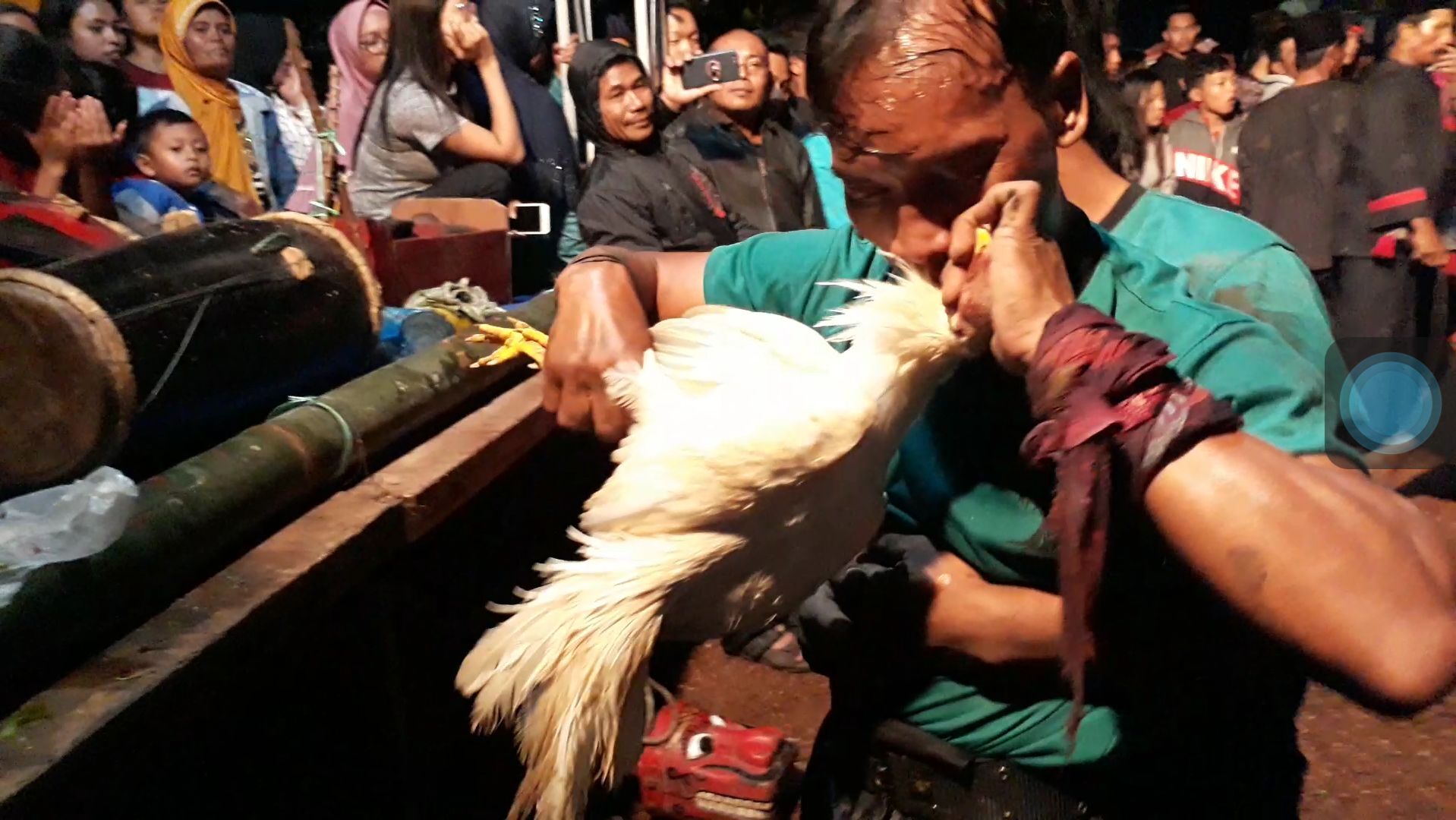 Waringin suko budoyi
