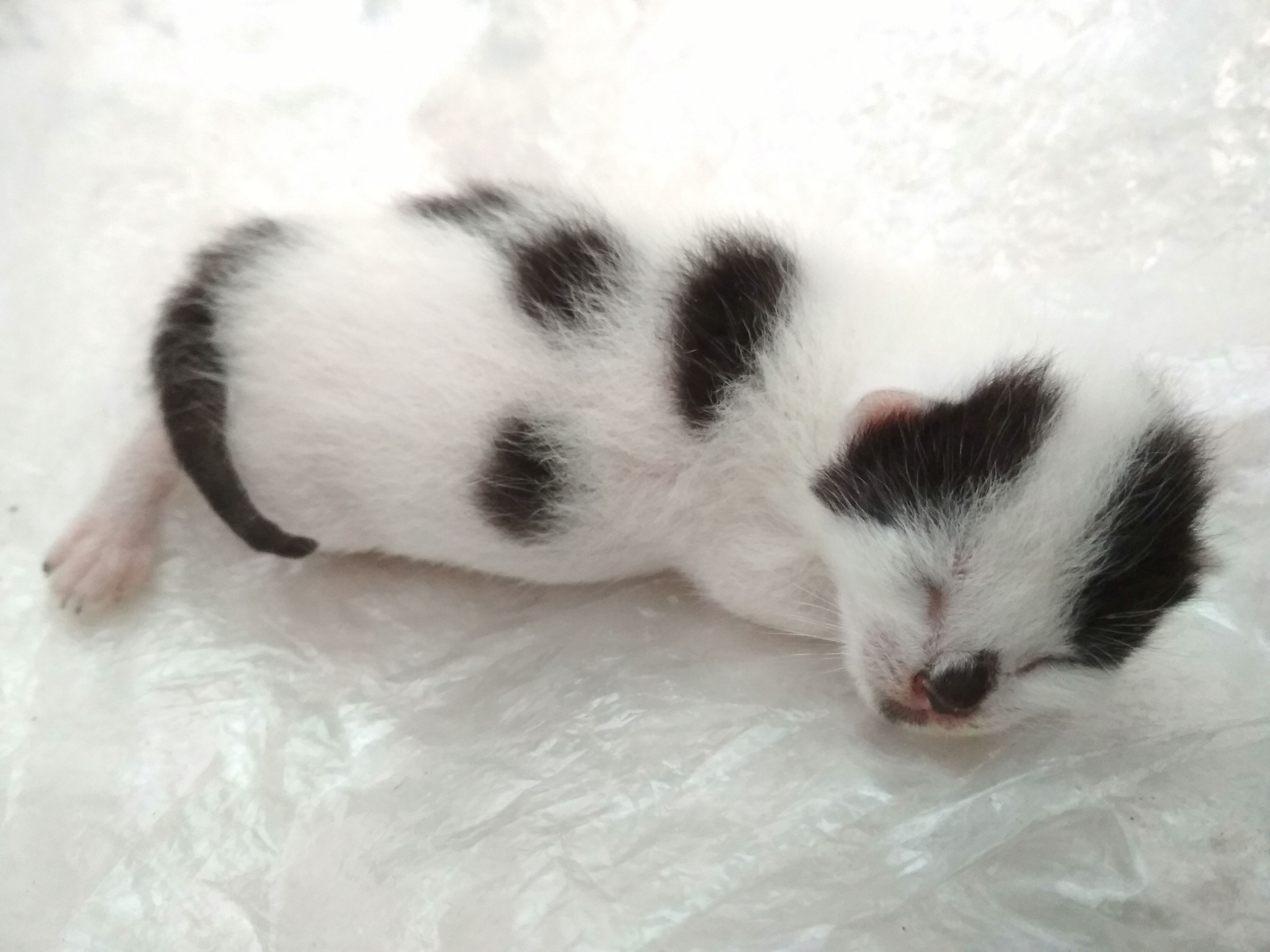 Anakan Kucing Baru Lahir , Semoga Gak Kebawa Pergaulan Kucing Jaman Now