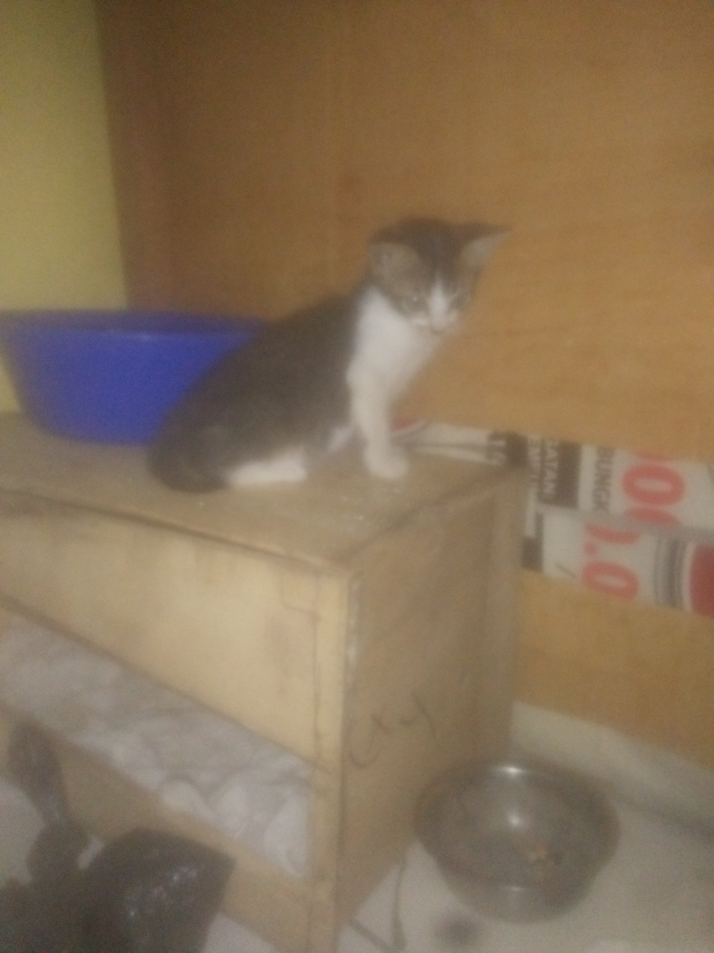 #pecinta Kucing
