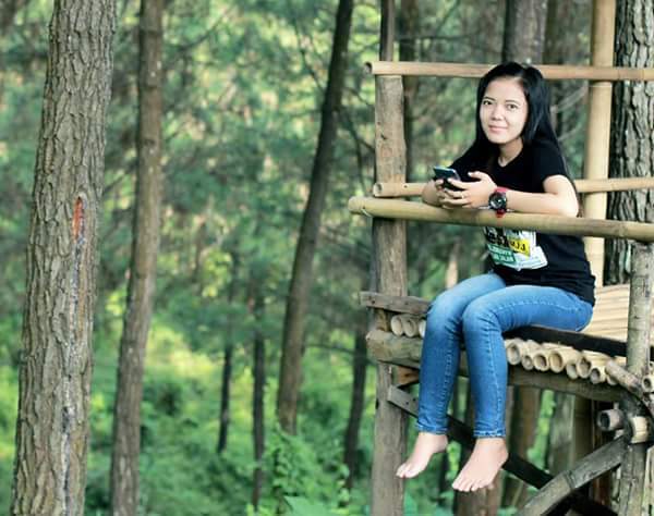 Rumah Pohon Hutan Pinus Sajen