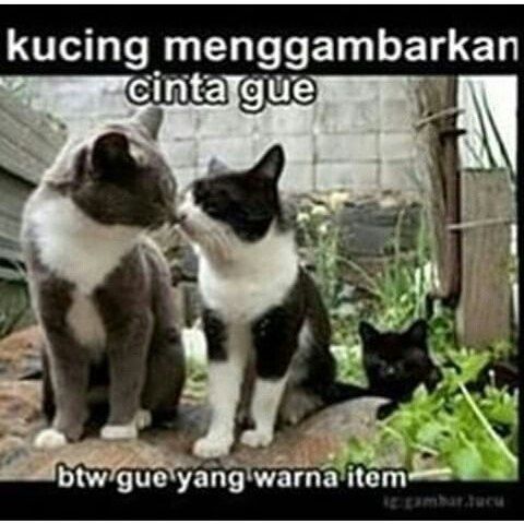 Kucing item gan