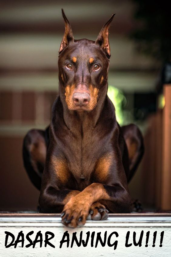 DASAR ANJING LUU!!