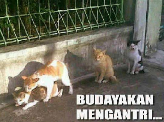 Budayakan mengantri ya broww??