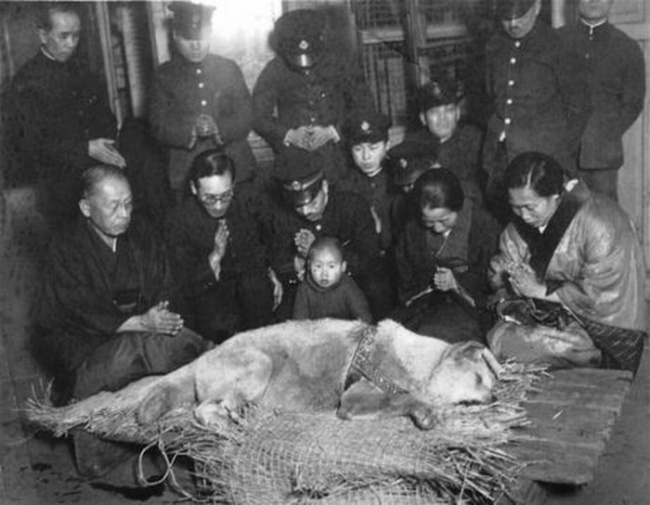 Hachiko sebelum di kubur, tahun 1935.
