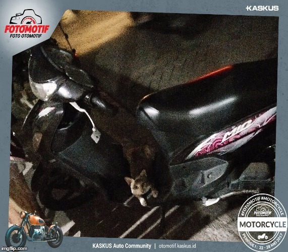 Kucing aja demen sama motor ane hehe :D kejadiaan saat mau pulang dr beli ikan bakar