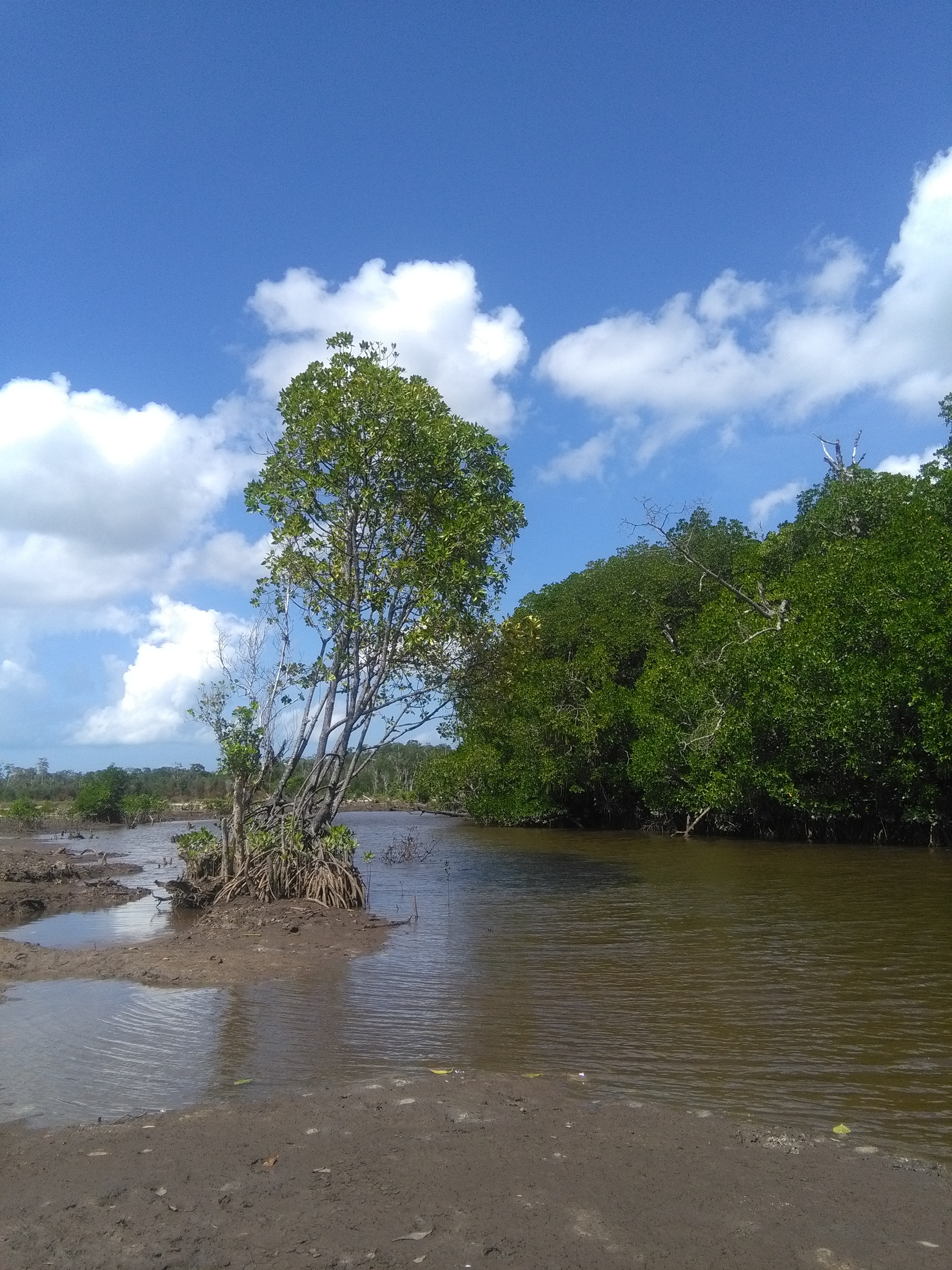 Mangrove pesisir pantai tanjung sangkar . bangka selatan