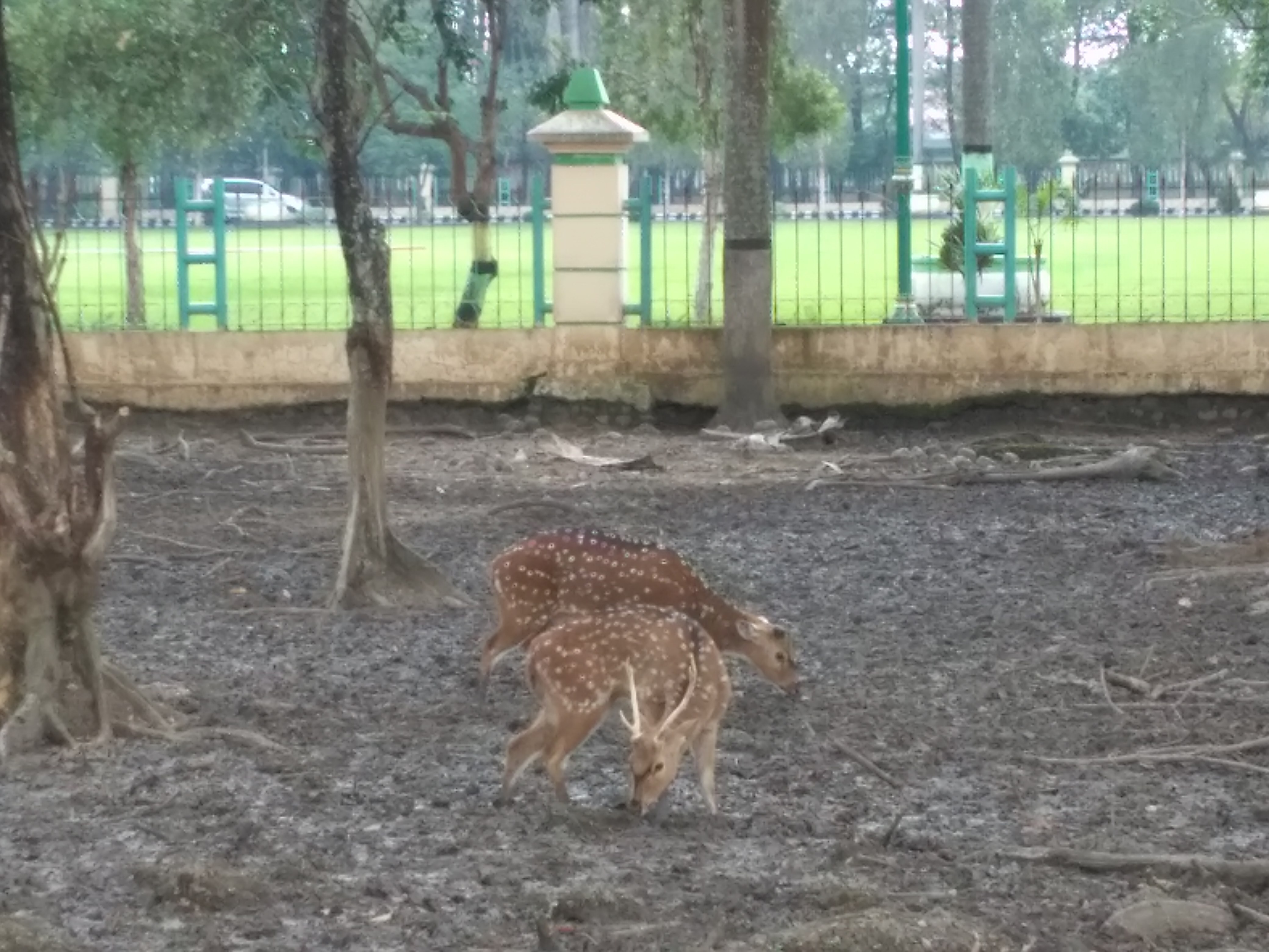 Taman rusa pendopo Amangkurat Kabupaten Tegal