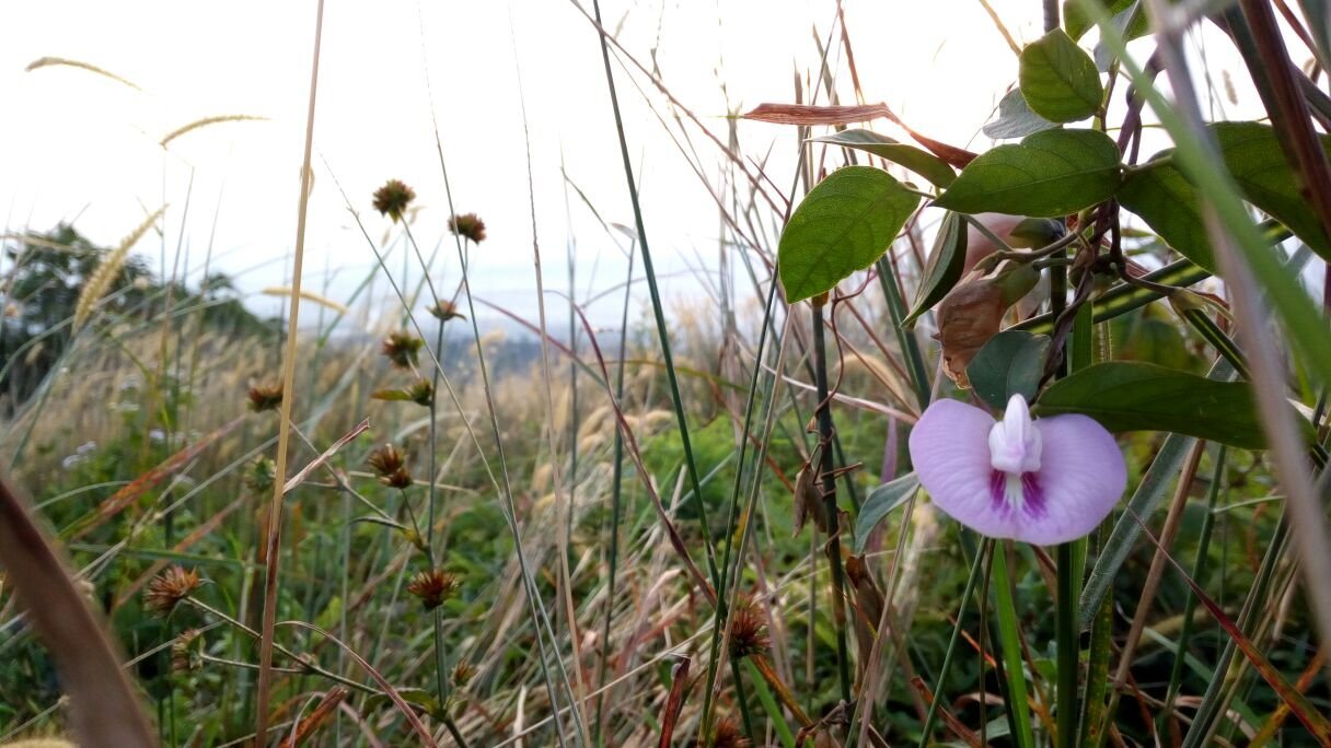Bukit Alesano