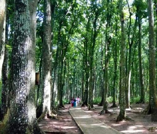 Pohon mahoni Bukit Geger