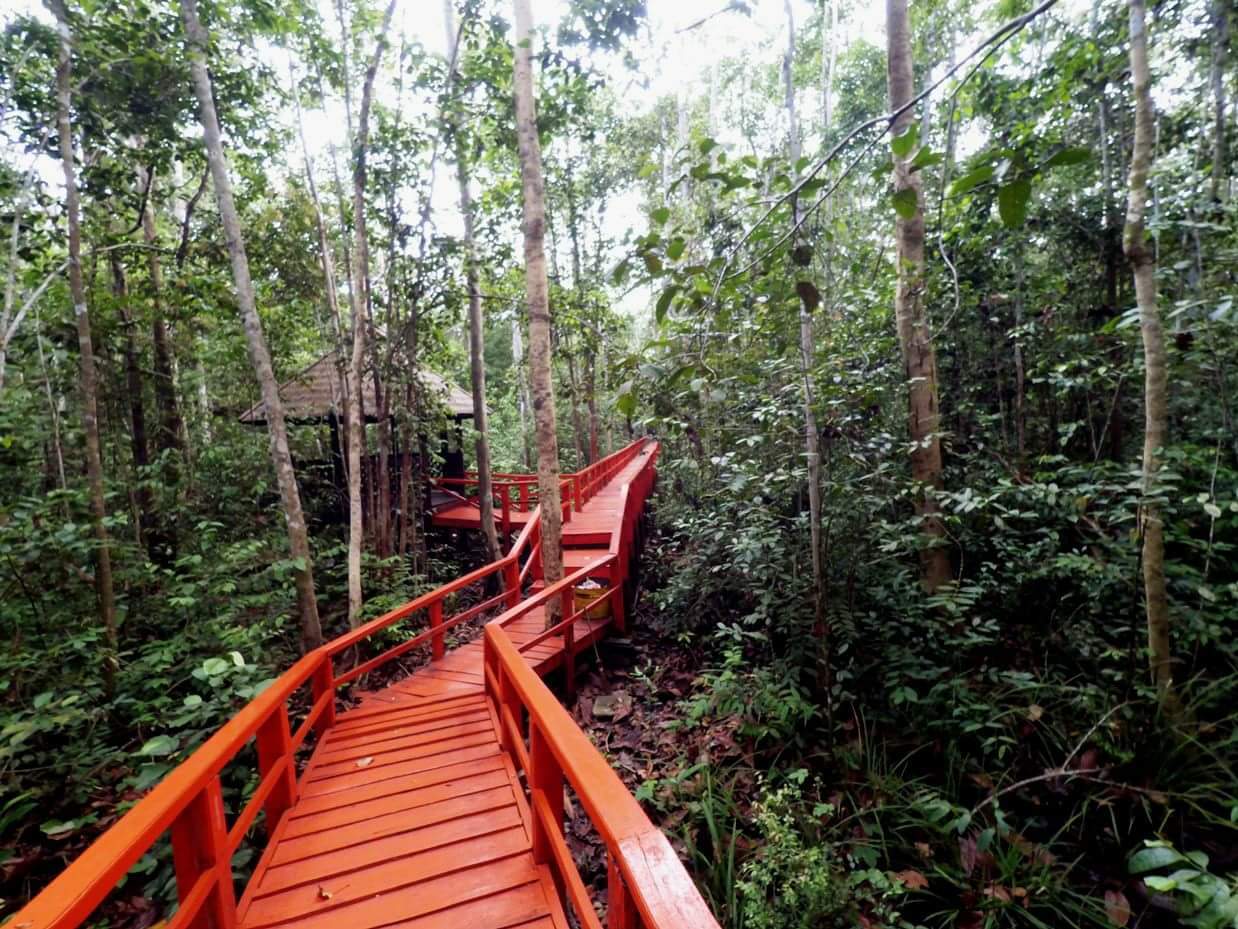 Hutan gelam kawasan pantai lampu