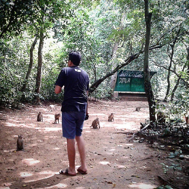 Hutan Kera Nepa Banyuates