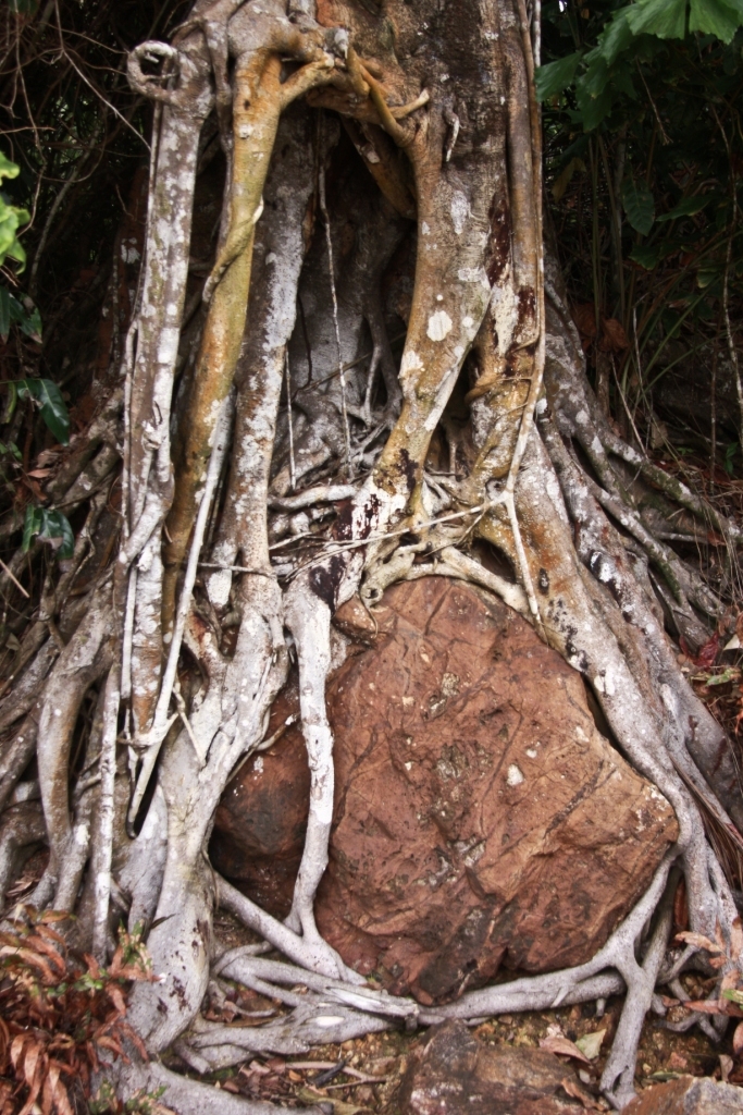 Akar batu
