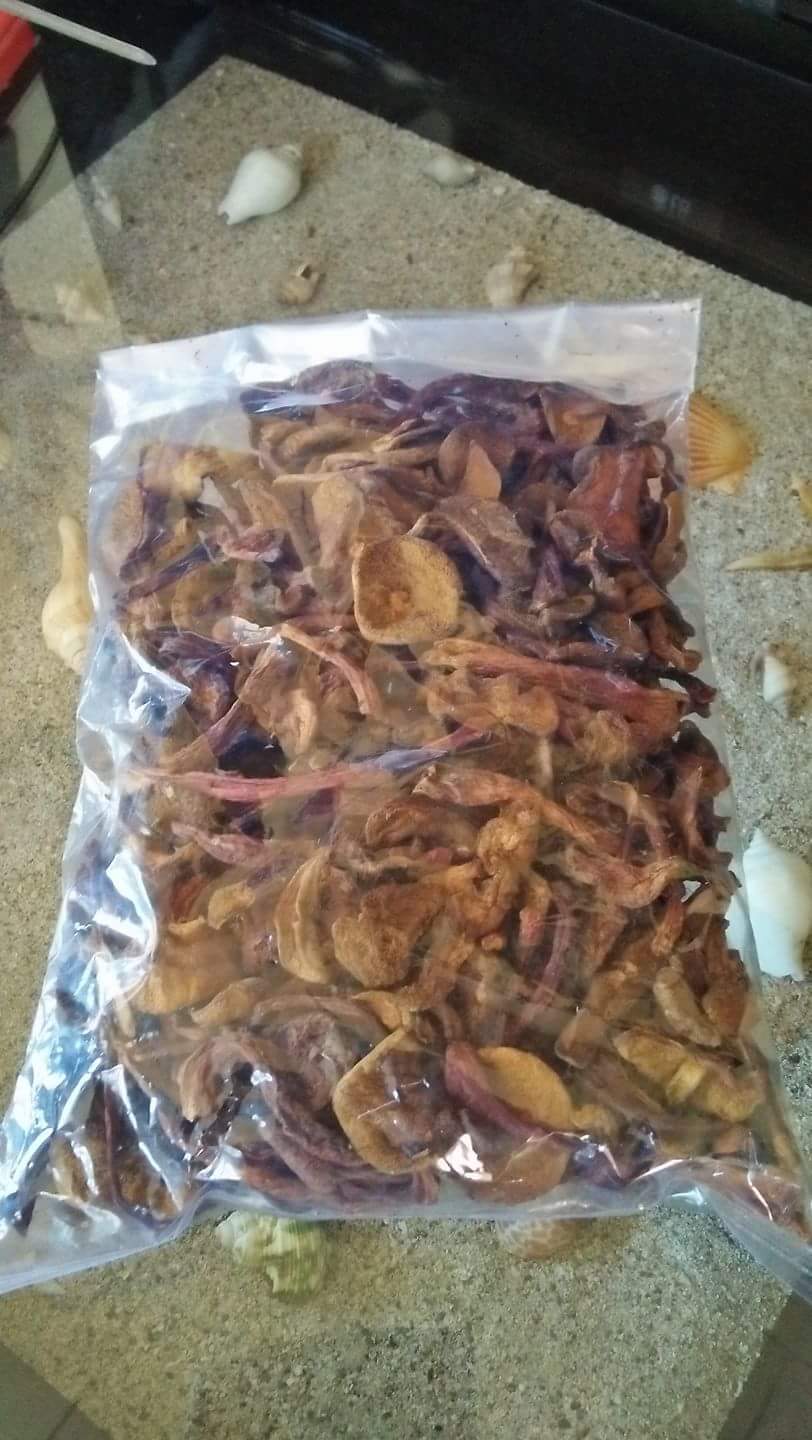 Kulat pelawan kering