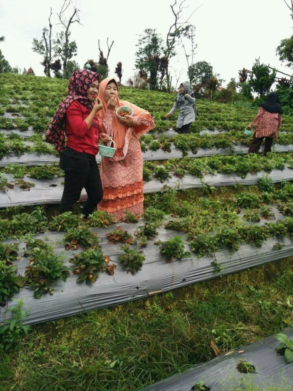 Agrowisata Taman Bunga Rejang Lebong Kaskus