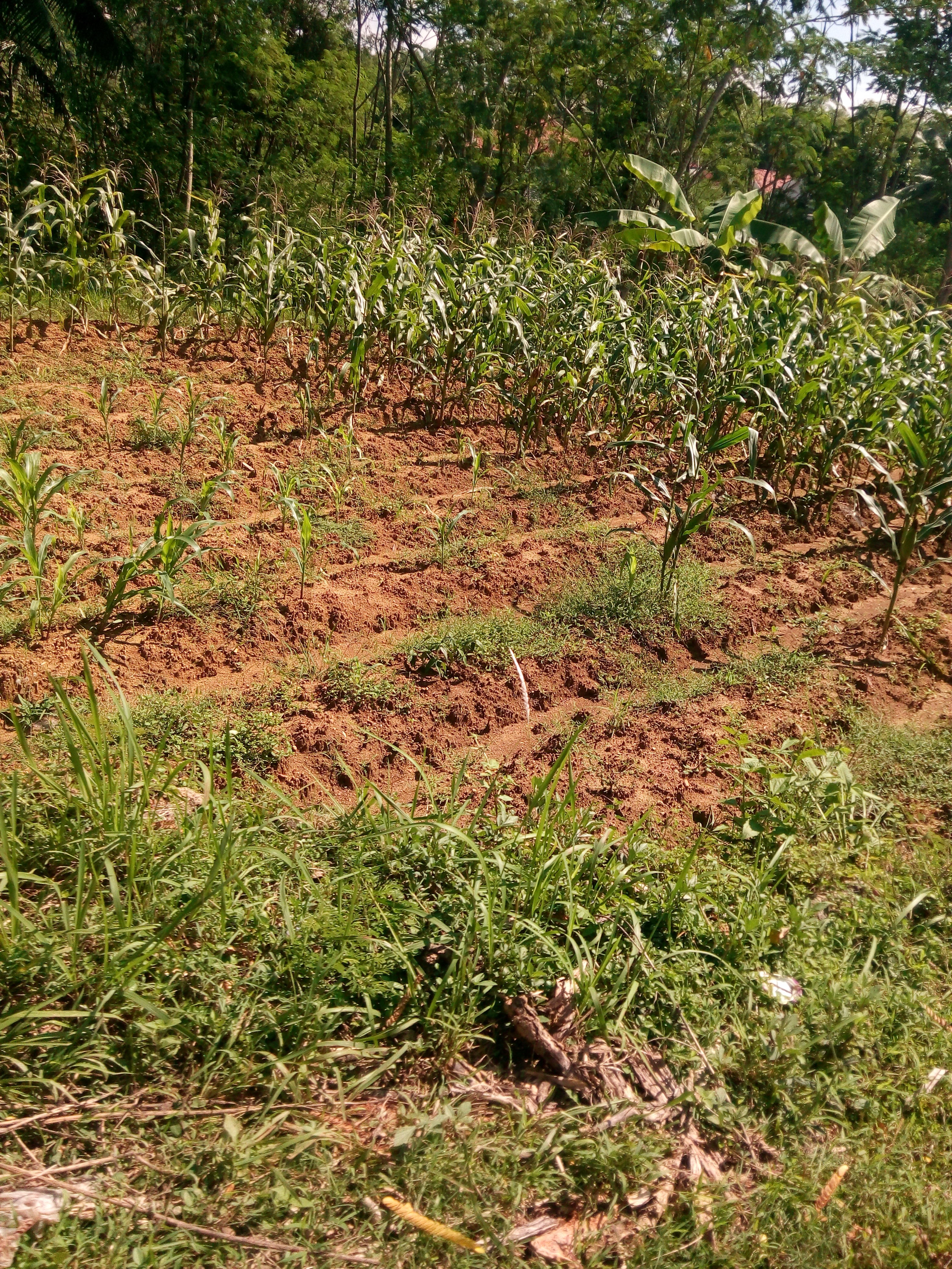 &#91;Mudik Di Hari Lebaran&#93; akhirnya ketemu ama jagung lagi