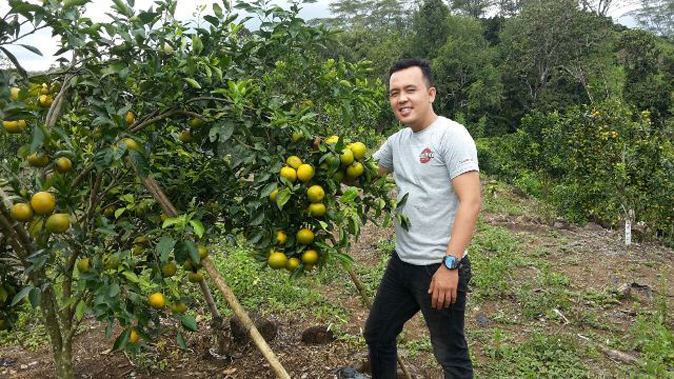 Lebaran mantap petik sendiri buah jeruknya