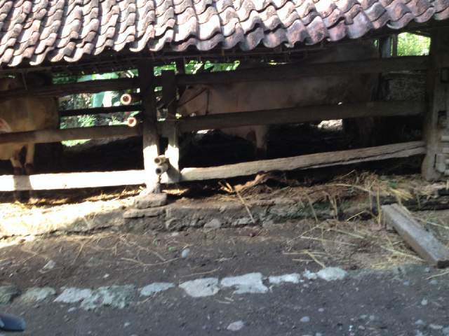 Mudik ke Jokja Menikmati Sapi di Kandang Kepunyaan Bude