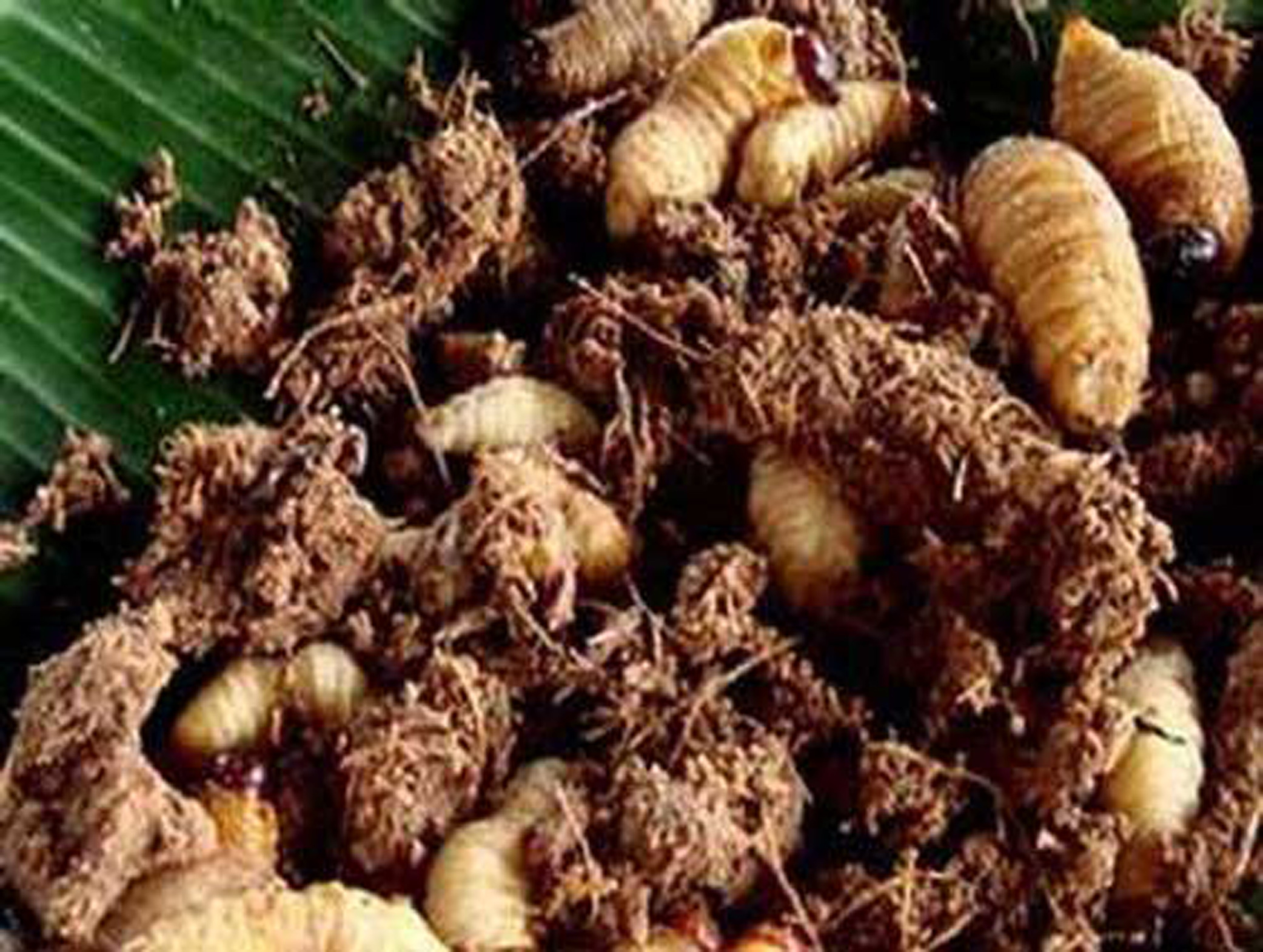 masakan kidu kidu