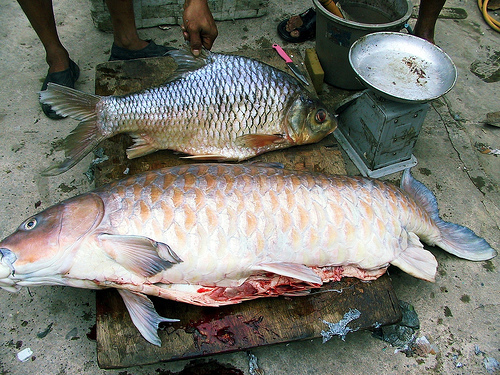 Calon ikan tulang lunak