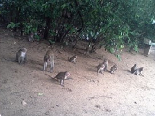 hutan nepa sampang bagian 2
