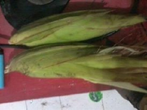 jagung mudamanis