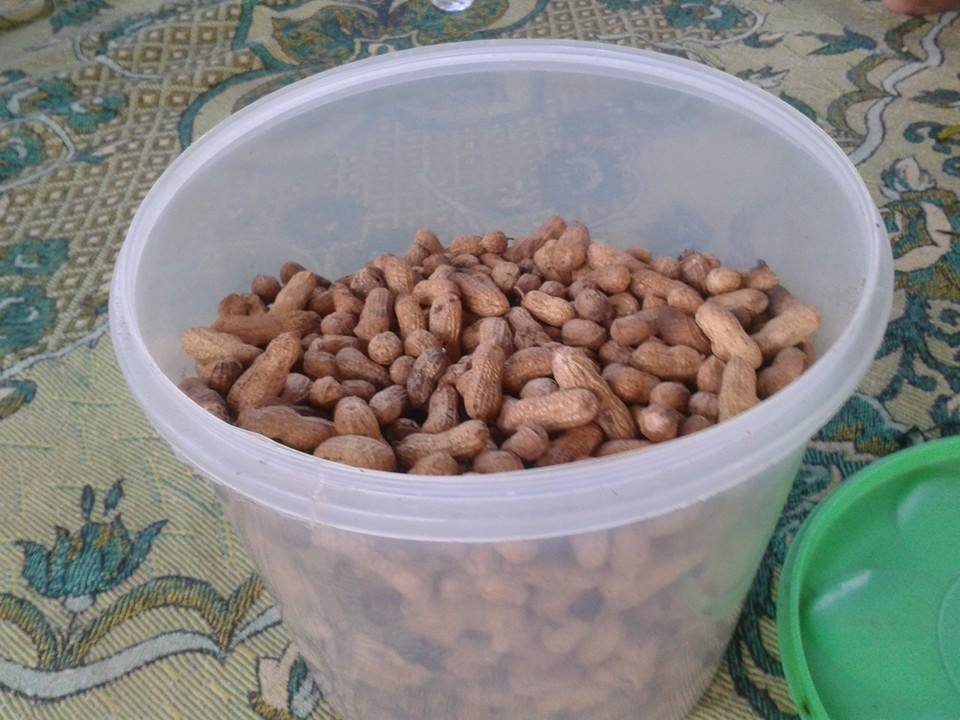 kacang sangngar