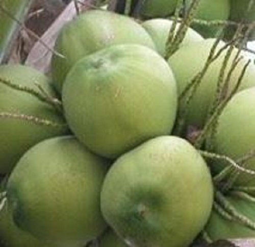 Kadur kelapa Pamekasan