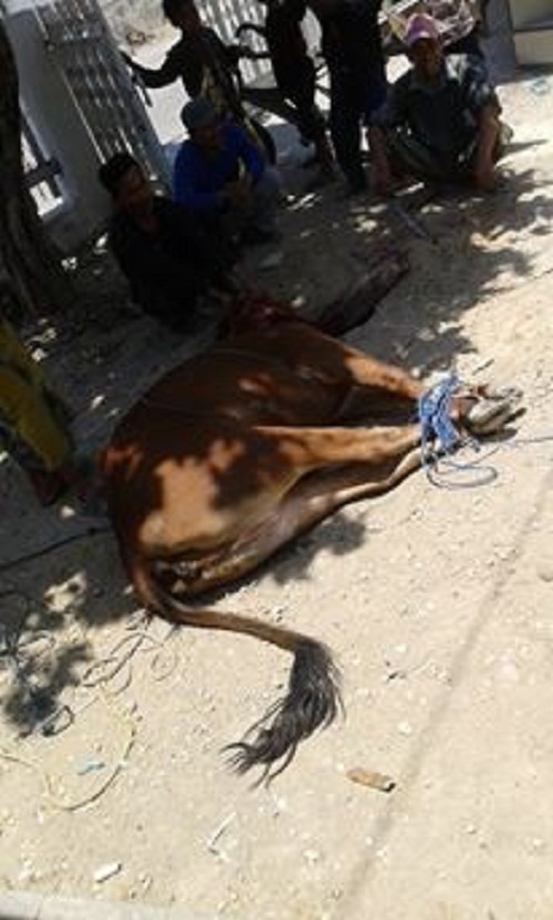 pulang mudik langsung potong sapi