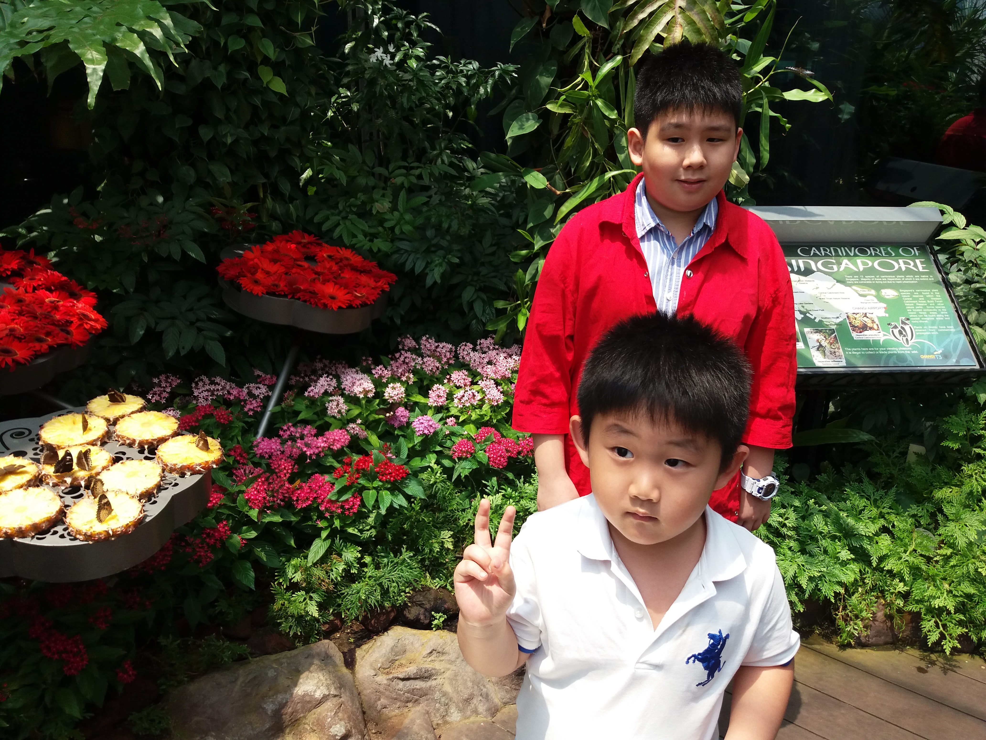 CHANGI BUTTERFLY