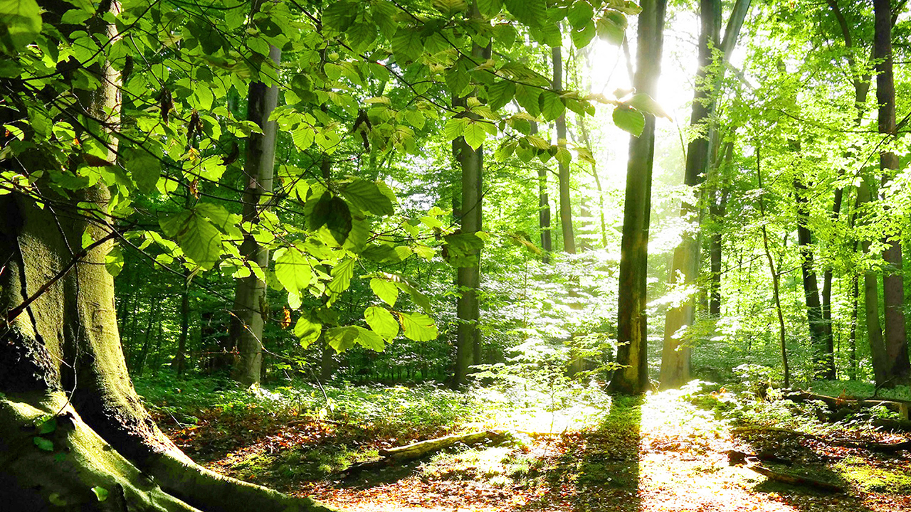 Pohon hijau