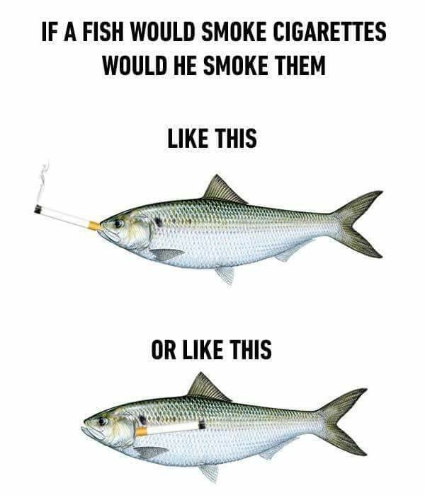 Thug Fish got question for hooman...