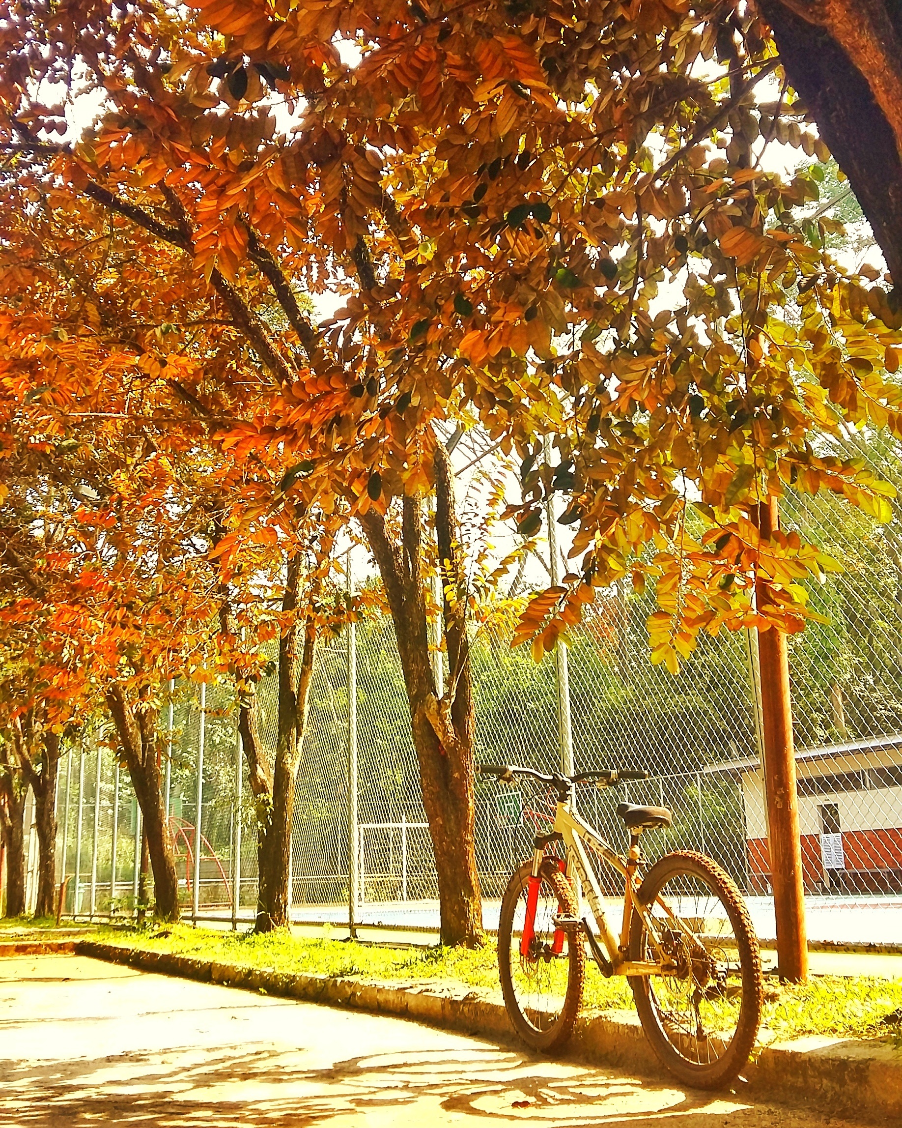 Kota Depok Punya Paru - Paru Sendiri