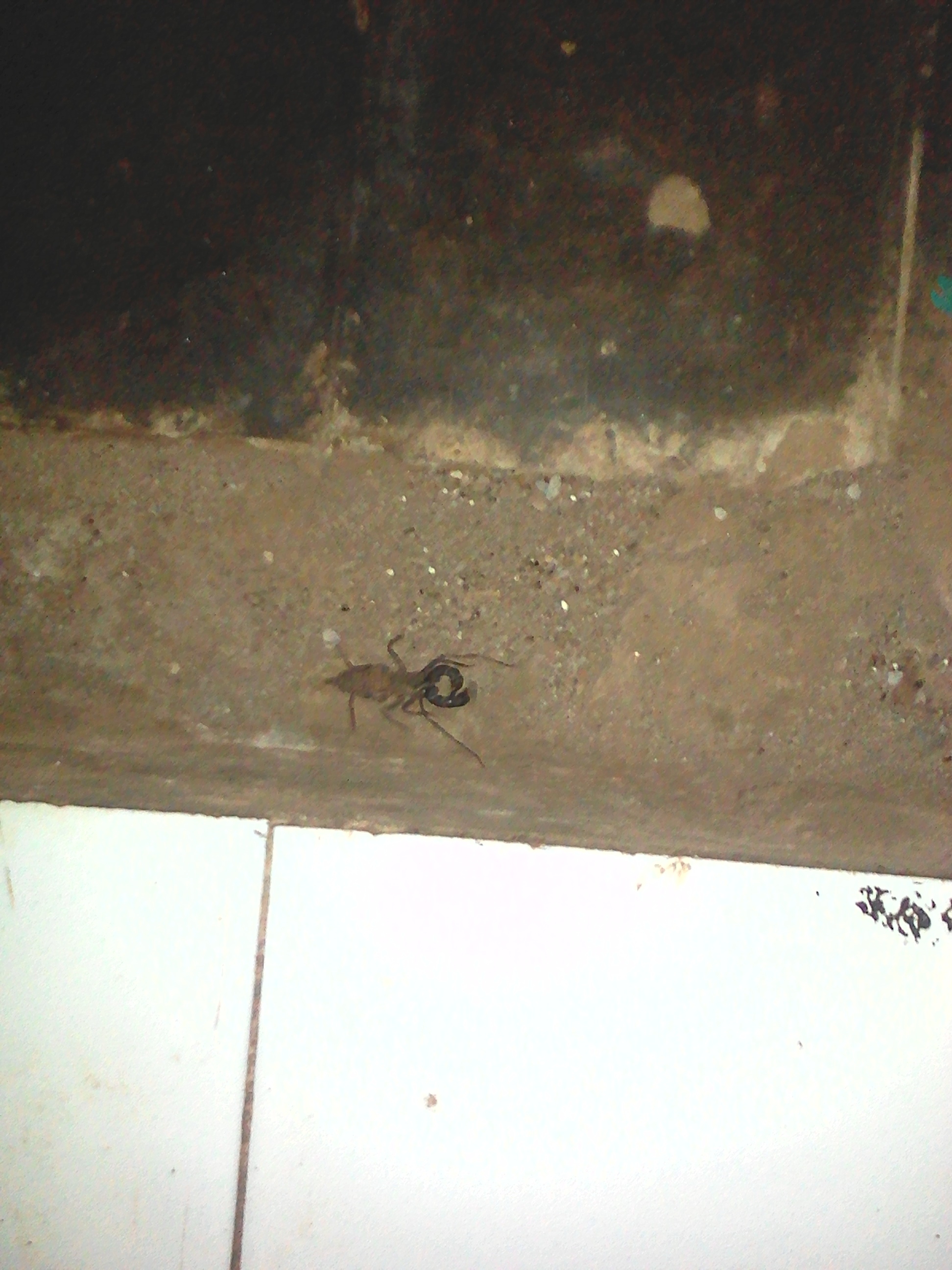 What kind of animal it is ?