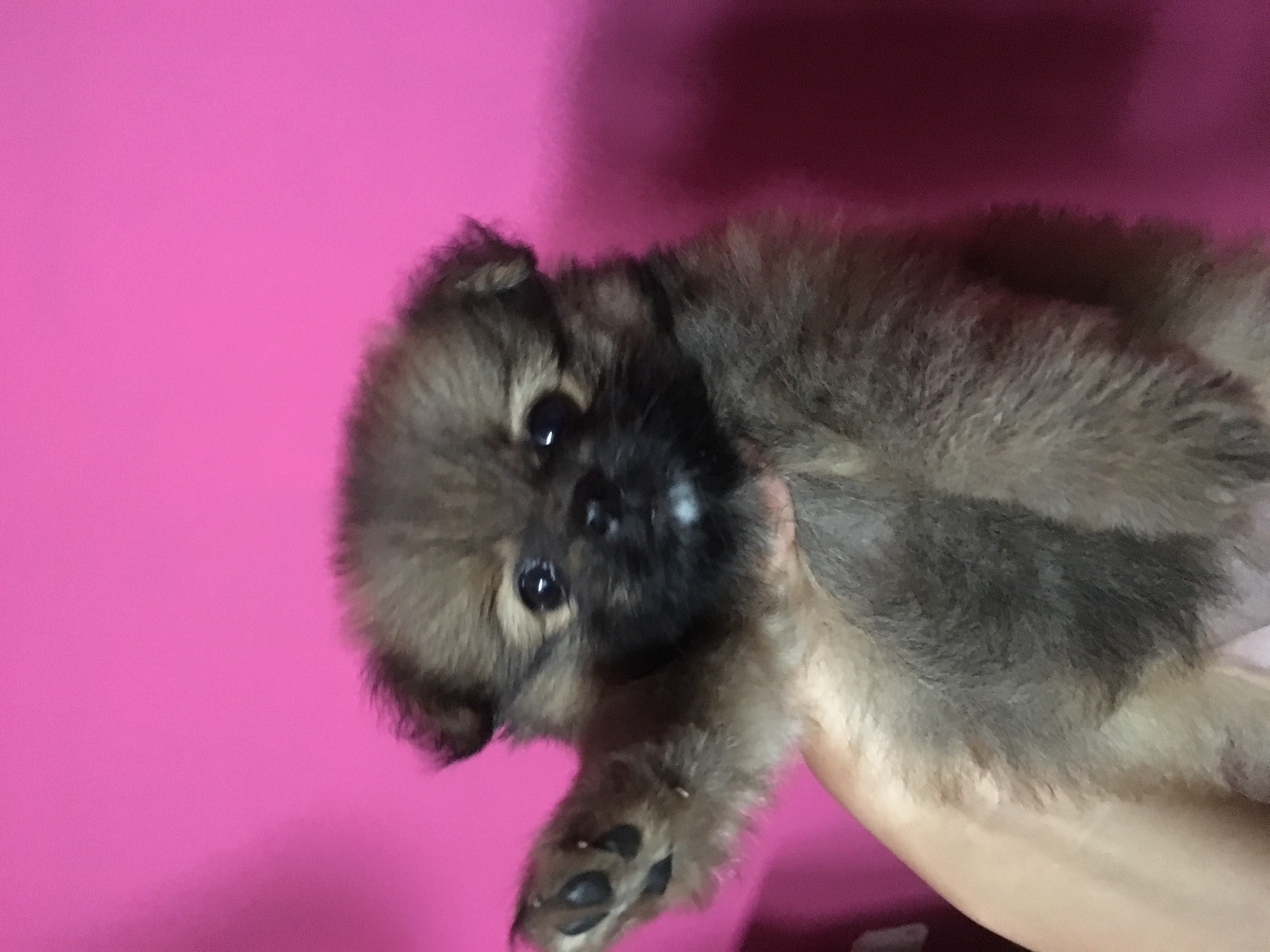 Telinga minipom ane kaga naik(?)
