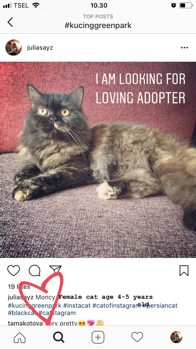 Hibah induk kucing persia dan anaknya 2 bulan