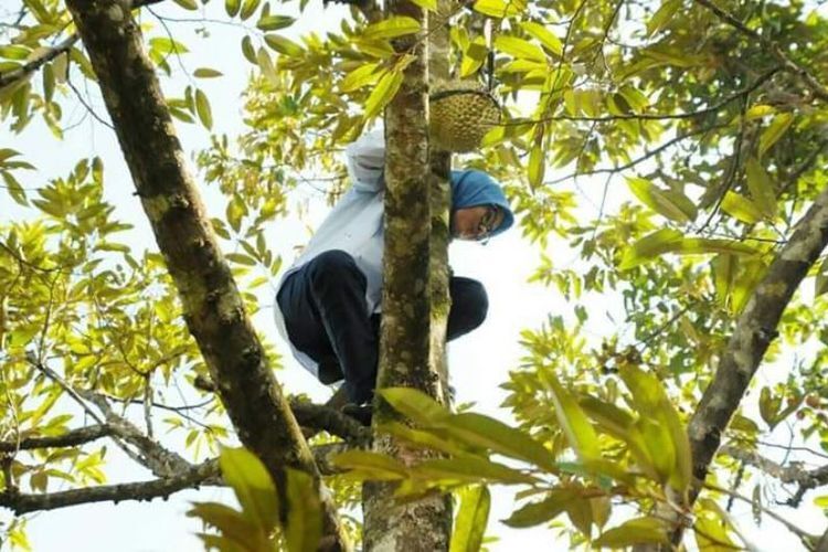Heboh!! Bupati Lebak Banten Iti Octaviani Memanjat pohon. Tomboy Juga Yah!