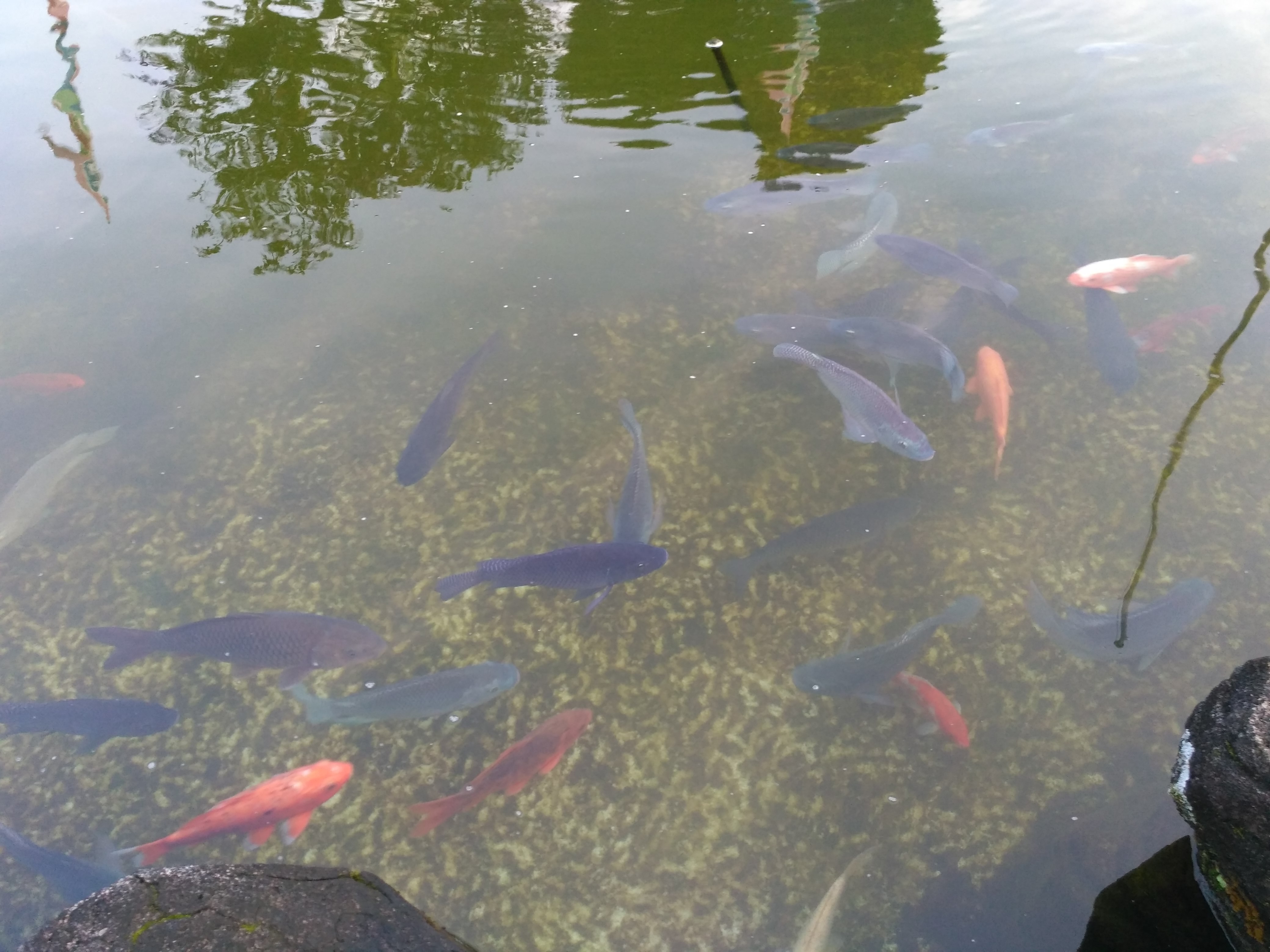 Kolam Ikan Koi Di Jepang - Tentang Kolam Kandang Ternak