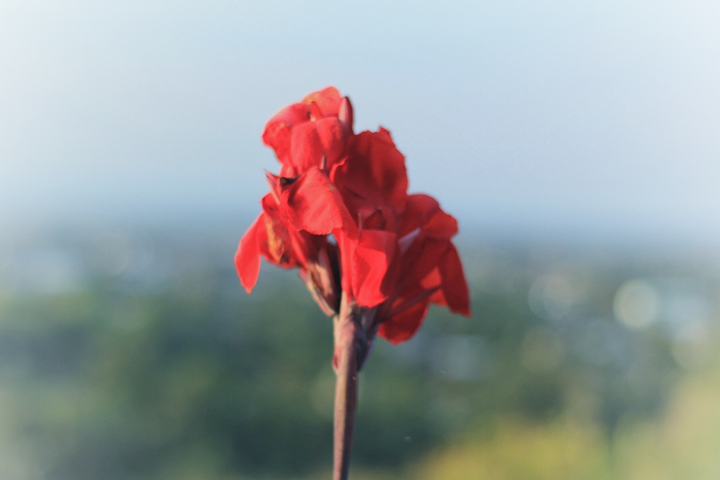 A Red Flower